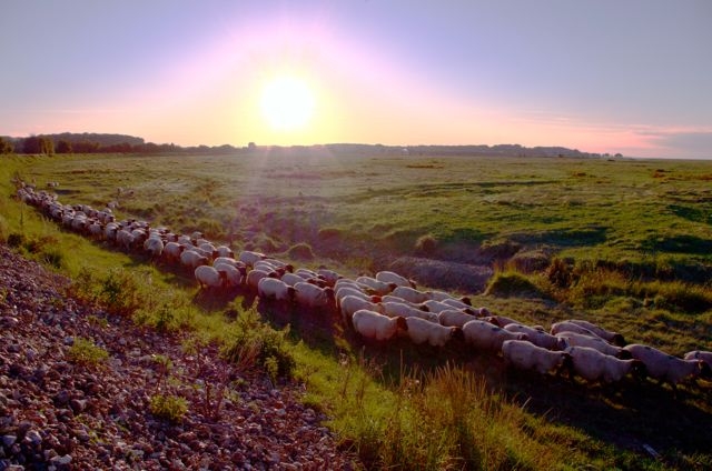 10 Moutons Digue Soleil Couchant