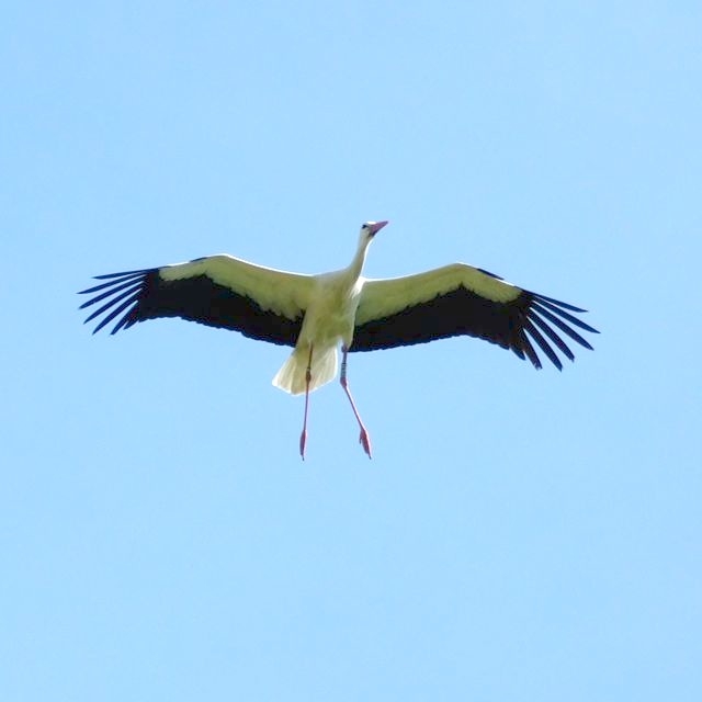 15 CFBS Cigogne