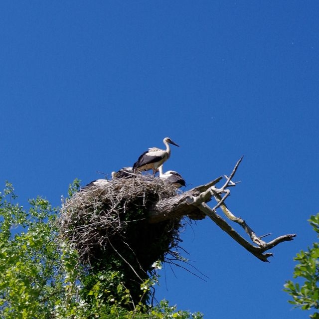 11 CFBS 30.06.15 Le Crotoy-Noyelles Cigognes