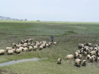 01.1 Baie de Somme Rentrée des Moutons