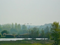 01.2 Baie de Somme Oiseaux vers les Terres