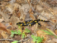 salamandre