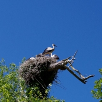 11 CFBS 30.06.15 Le Crotoy-Noyelles Cigognes