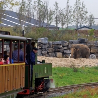 9 Pairi Daiza 23.10.15 040T DFB Eléphants