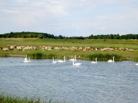 17 CFBS 03.07.22 Trains dans le Paysage Baie